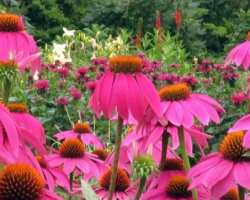 In addition to the different quality flowers, you can have a look at numerous butterflies and bees in the garden In addition to the different quality flowers, you can have a look at numerous butterflies and bees in the garden.